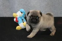 Hank AKC, a male Pug for sale in Winona, MN – Photo 3 of 5