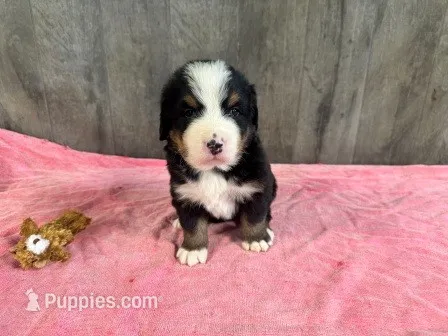 Bacon AKC – Bernese Mountain Dog puppy for sale in Winona, MN