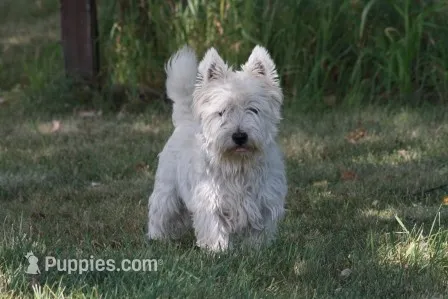 Sawyer AKC – West Highland White Terrier puppy for sale in Winona, MN