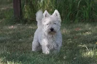 Sawyer AKC, a male West Highland White Terrier for sale in Winona, MN – 1 of 5