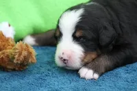 Bacon AKC, a male Bernese Mountain Dog for sale in Winona, MN – 3 of 4