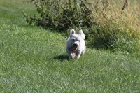 Wally AKC, a male West Highland White Terrier for sale in Winona, MN – 2 of 6