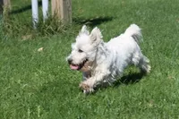 Wally AKC, a male West Highland White Terrier for sale in Winona, MN – 5 of 6