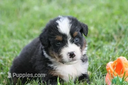 Spud AKC – Bernese Mountain Dog puppy for sale in Winona, MN