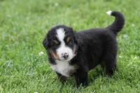 Noodles AKC, a female Bernese Mountain Dog for sale in Winona, MN – 8 of 8