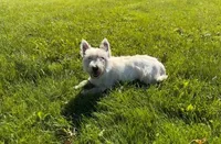 Maya AKC, a female West Highland White Terrier for sale in Winona, MN – 5 of 6