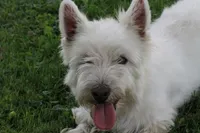 Motza AKC, a female West Highland White Terrier for sale in Winona, MN – 4 of 6