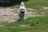 Huckleberry AKC, a male West Highland White Terrier for sale in Winona, MN – 5 of 5
