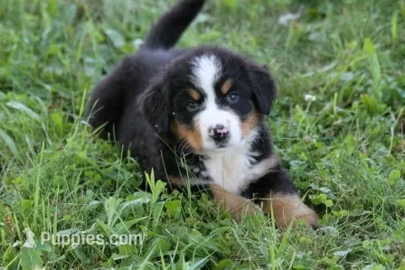 Noodles AKC – Bernese Mountain Dog puppy for sale in Winona, MN