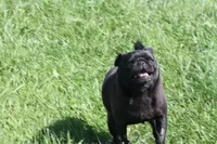 Fudge AKC, a female Pug for sale in Winona, MN – 3 of 7