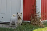 Huckleberry AKC, a male West Highland White Terrier for sale in Winona, MN – 2 of 5