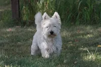 Sawyer AKC, a male West Highland White Terrier for sale in Winona, MN – 3 of 5