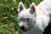 Maya AKC, a female West Highland White Terrier for sale in Winona, MN – 3 of 6