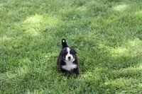Mitzi AKC, a female Bernese Mountain Dog for sale in Winona, MN – 3 of 5