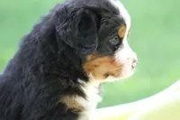 Cheeto AKC, a male Bernese Mountain Dog for sale in Winona, MN – 5 of 7