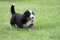 Noodles AKC, a female Bernese Mountain Dog for sale in Winona, MN – 3 of 8
