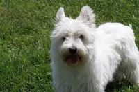 Thatchie AKC, a female West Highland White Terrier for sale in Winona, MN – 5 of 8