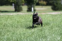 Fudge AKC, a female Pug for sale in Winona, MN – 2 of 7