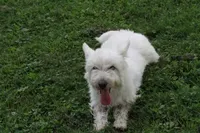Motza AKC, a female West Highland White Terrier for sale in Winona, MN – 3 of 6