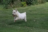 Motza AKC, a female West Highland White Terrier for sale in Winona, MN – 2 of 6