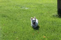Maya AKC, a female West Highland White Terrier for sale in Winona, MN – 4 of 6