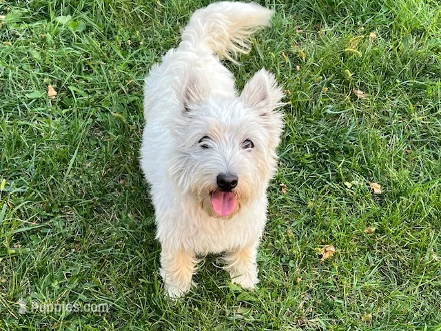Candy AKC – West Highland White Terrier puppy for sale in Winona, MN