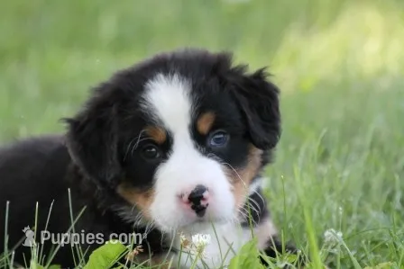 Buttercup AKC – Bernese Mountain Dog puppy for sale in Winona, MN