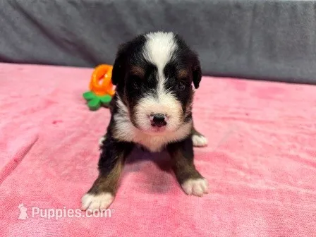 Spud AKC – Bernese Mountain Dog puppy for sale in Winona, MN