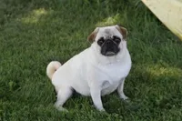 Pipper AKC, a female Pug for sale in Winona, MN – 2 of 2