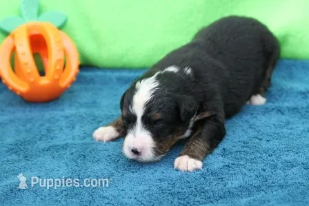 Spud AKC – Bernese Mountain Dog puppy for sale in Winona, MN