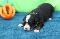 Spud AKC, a male Bernese Mountain Dog for sale in Winona, MN – 1 of 4