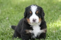 Cheeto AKC, a male Bernese Mountain Dog for sale in Winona, MN – 3 of 7