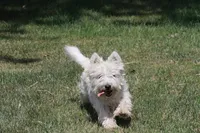 Sawyer AKC, a male West Highland White Terrier for sale in Winona, MN – 4 of 5