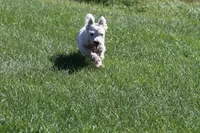 Wally AKC, a male West Highland White Terrier for sale in Winona, MN – 3 of 6