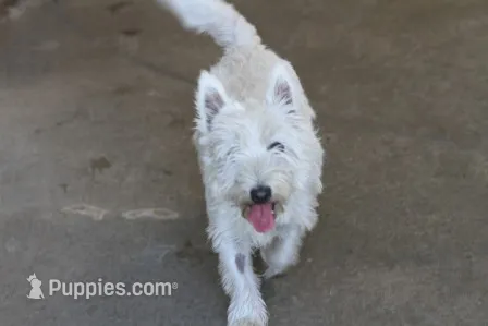 Maya AKC – West Highland White Terrier puppy for sale in Winona, MN