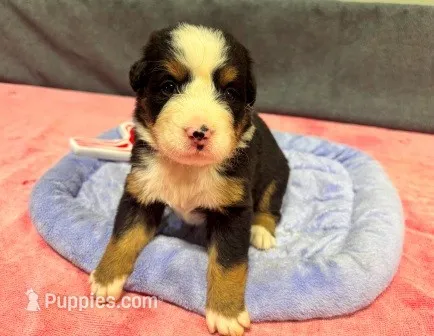 Buttercup AKC – Bernese Mountain Dog puppy for sale in Winona, MN