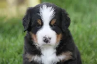 Cheeto AKC, a male Bernese Mountain Dog for sale in Winona, MN – 6 of 7