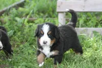 Cheeto AKC, a male Bernese Mountain Dog for sale in Winona, MN – 7 of 7
