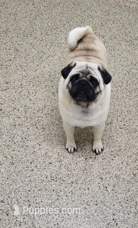 Delavan AKC – Pug puppy for sale in Winona, MN