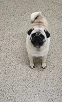 Delavan AKC, a male Pug for sale in Winona, MN – 1 of 2