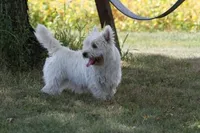 Thatchie AKC, a female West Highland White Terrier for sale in Winona, MN – 8 of 8
