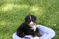 Winky AKC, a female Bernese Mountain Dog for sale in Winona, MN – 2 of 6