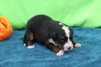Spud AKC, a male Bernese Mountain Dog for sale in Winona, MN – 2 of 4