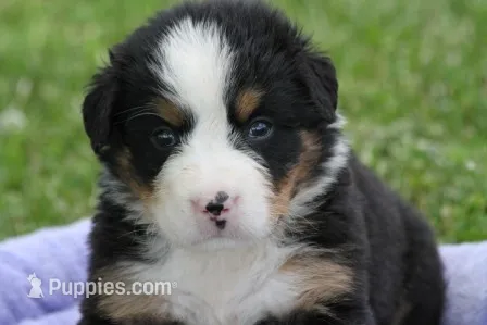 Buttercup AKC – Bernese Mountain Dog puppy for sale in Winona, MN