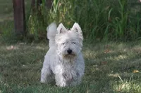 Sawyer AKC, a male West Highland White Terrier for sale in Winona, MN – 5 of 5