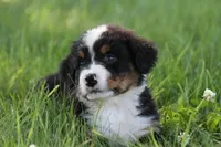 Spud AKC, a male Bernese Mountain Dog for sale in Winona, MN – 3 of 6