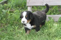 Cheeto AKC, a male Bernese Mountain Dog for sale in Winona, MN – 2 of 7