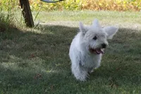 Thatchie AKC, a female West Highland White Terrier for sale in Winona, MN – 4 of 8