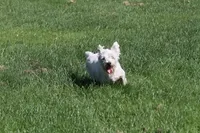 Wally AKC, a male West Highland White Terrier for sale in Winona, MN – 4 of 6