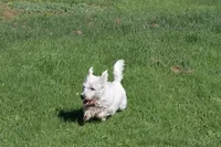 Wally AKC, a male West Highland White Terrier for sale in Winona, MN – 6 of 6